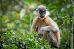 Hoollongapar Gibbon Sanctuary located in Jorhat, Assam, India