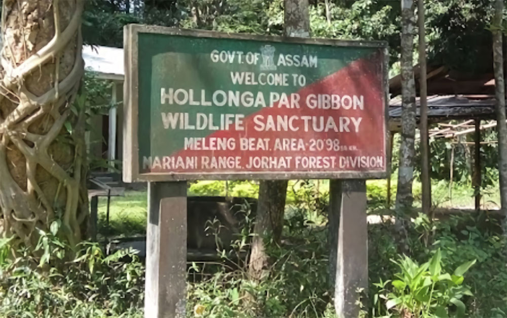 Hollongapar Bibbon Wildlife