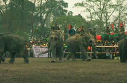 Kaziranga Elephant Festival by the Tourism & Forest Department, Assam