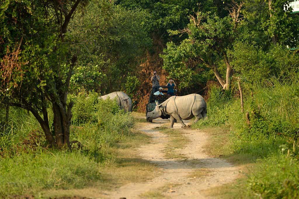 Kaziranga National Park Rhino and her calf cross a road