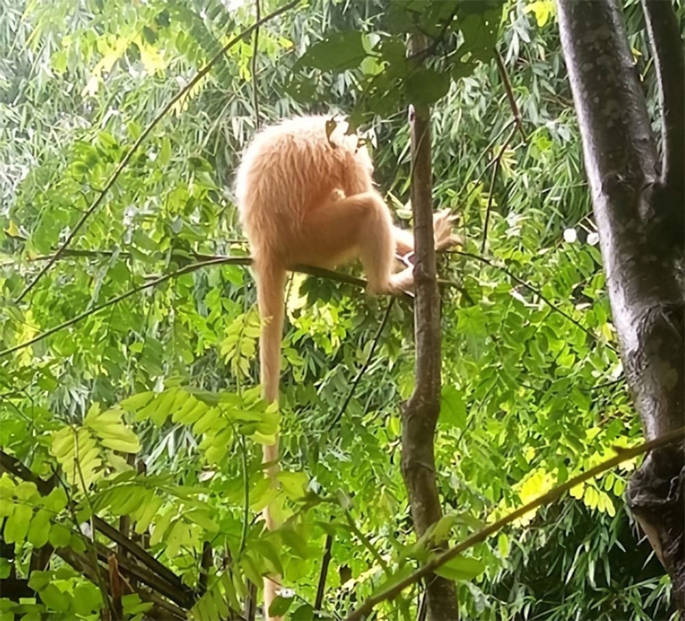 Golden Langur Raimona National Park