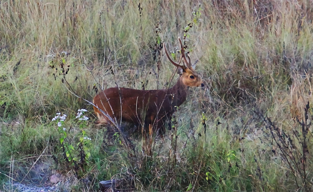 Deer in Raimona National Park