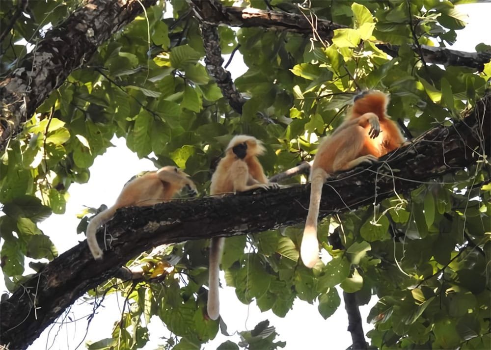 Raimona National Park Golden Langur