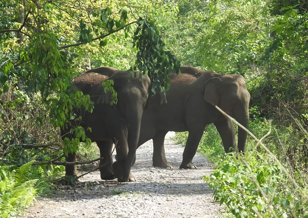 Elephants Raimona National Park