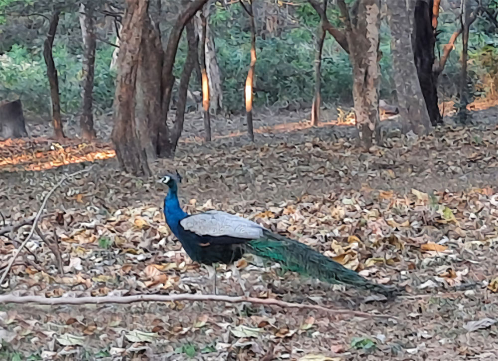 Peacock Raimona National Park