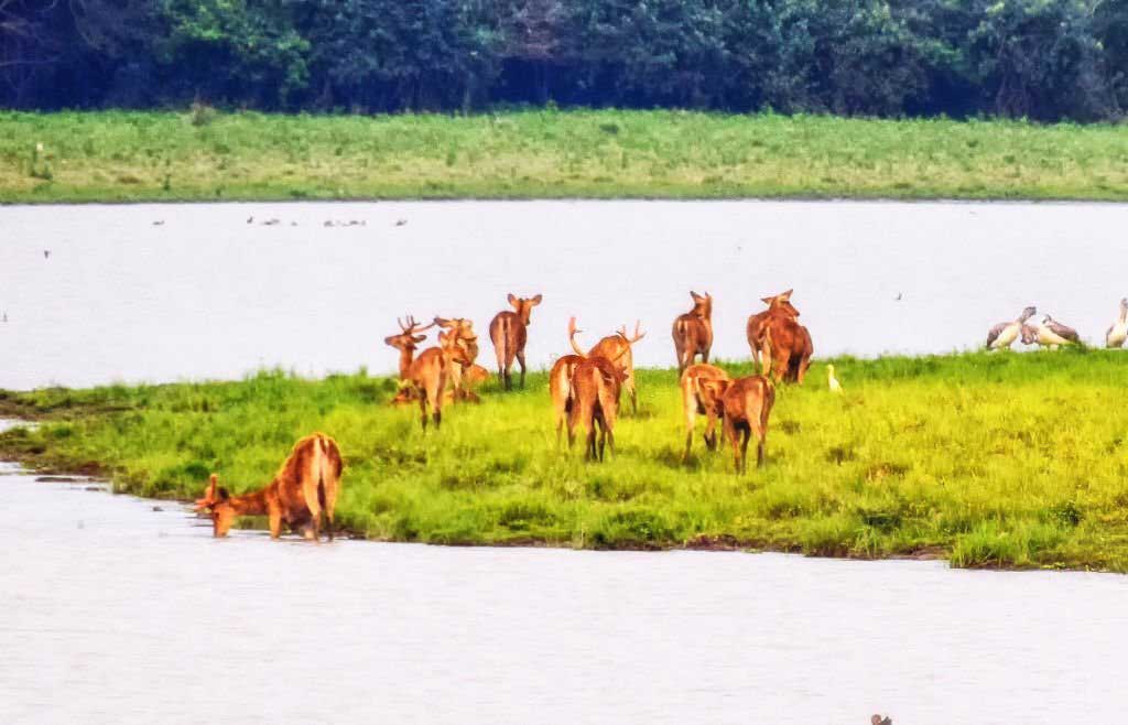 Swamp Deer Kaziranga National Park