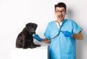 Vet Home - Veterinary care in West Bengal