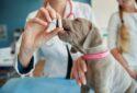 Pawswell Pet Clinic - Animal hospital in Kolkata, West Bengal